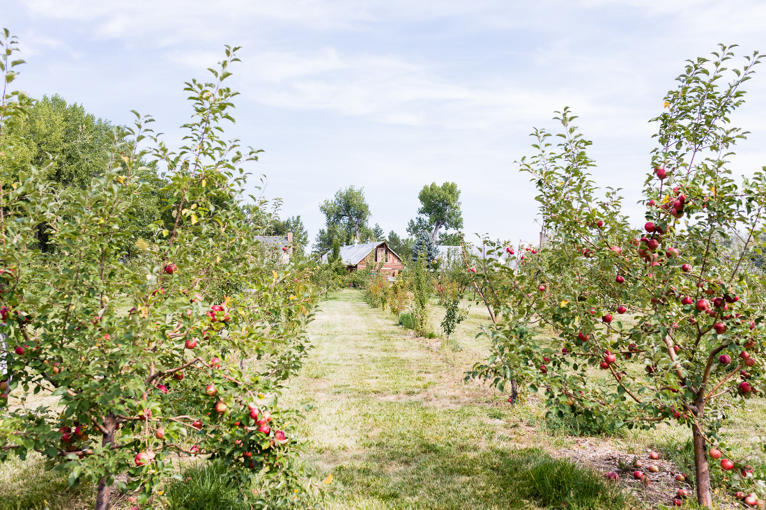 Organic Apple Orchards - Forks in the Dirt Finding your fall family outing