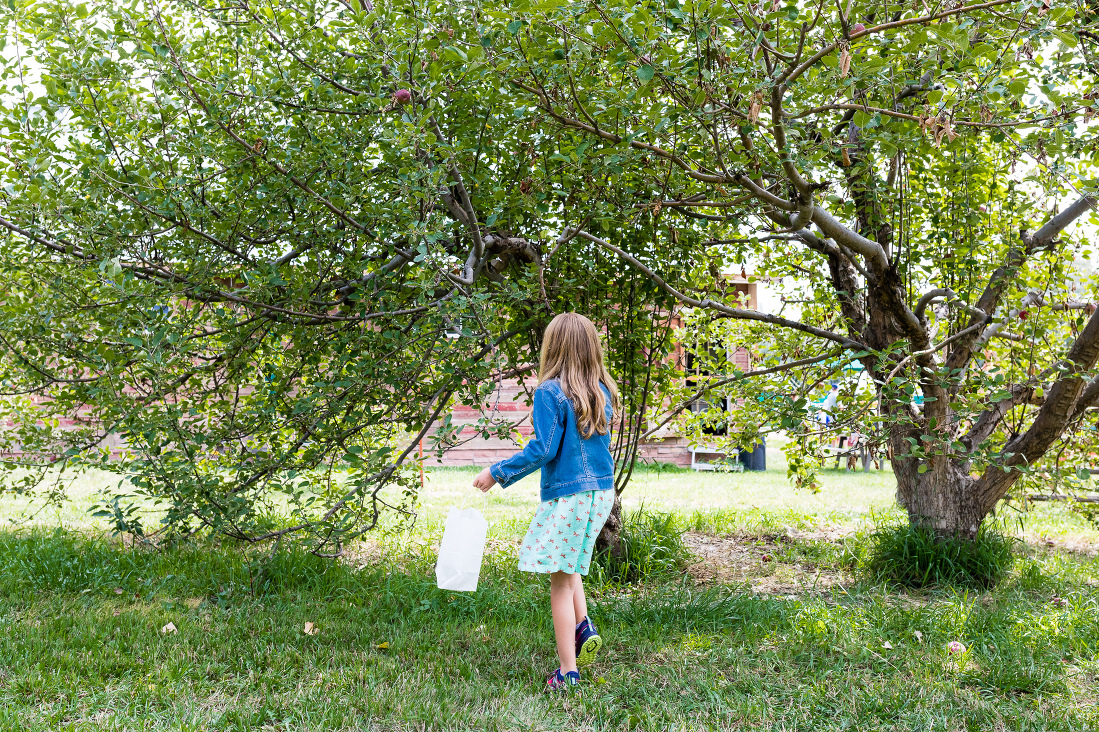 Organic Apple Orchards - Forks in the Dirt Finding your fall family outing