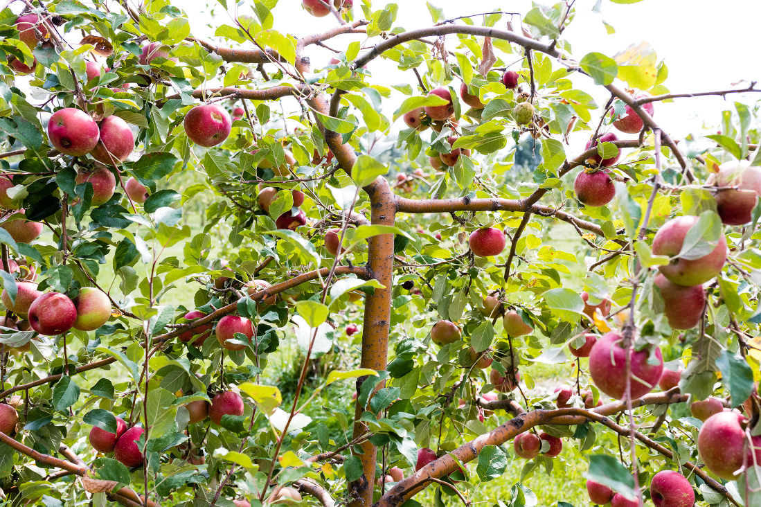 Apple (fruit only) pictures from your backyard orchards, please - #656 by  mamuang - Pictures! - Growing Fruit